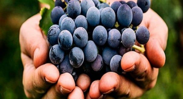 Jaké jsou výhody a poškození různých odrůd hroznů pro tělo a jeho léčivé vlastnosti